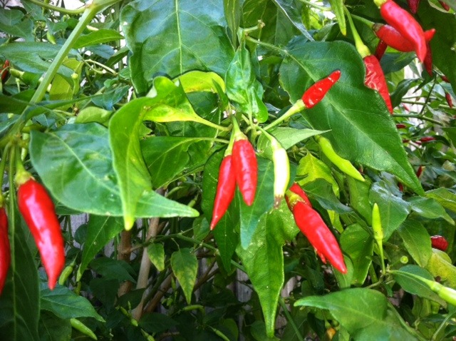 Harvesting thai pepper plant