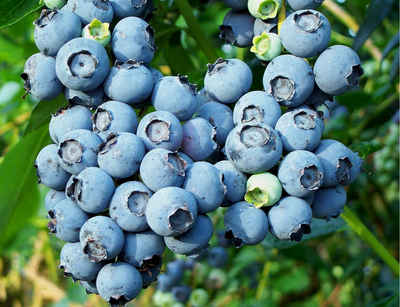 Blueberry_cluster